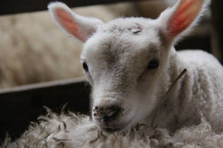 lambs_02