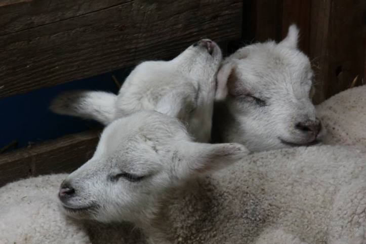 lambs_03