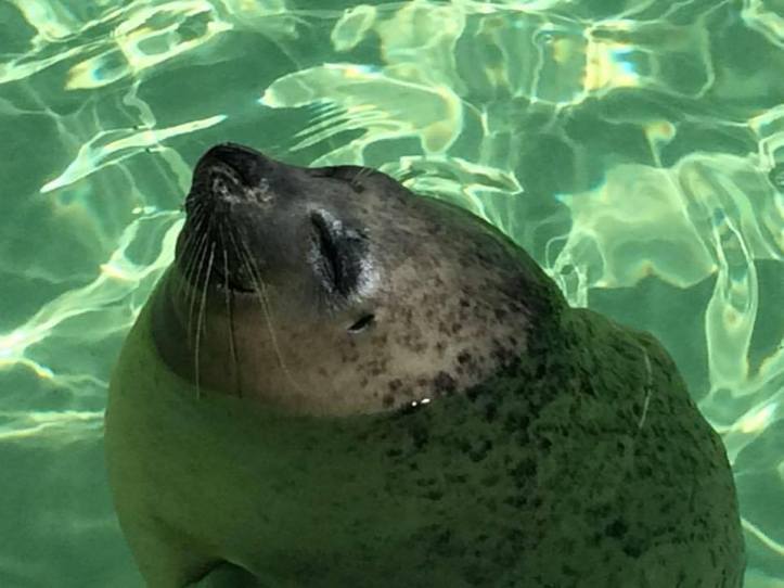 seals_03